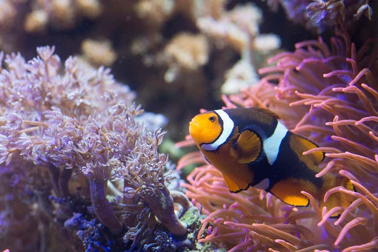 Un pesce pagliaccio