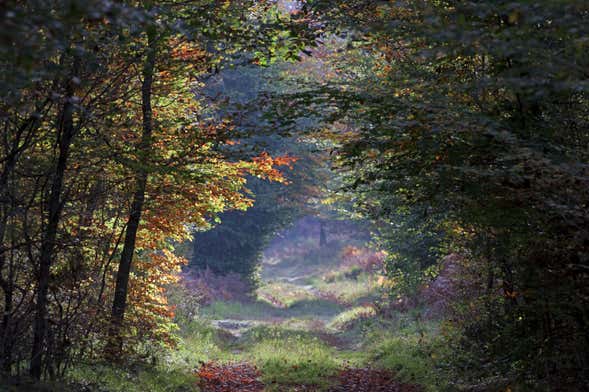 Escursione alla foresta di Fontainebleau